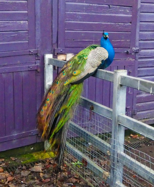 A peacock at the Heaton Park Animal Centre 