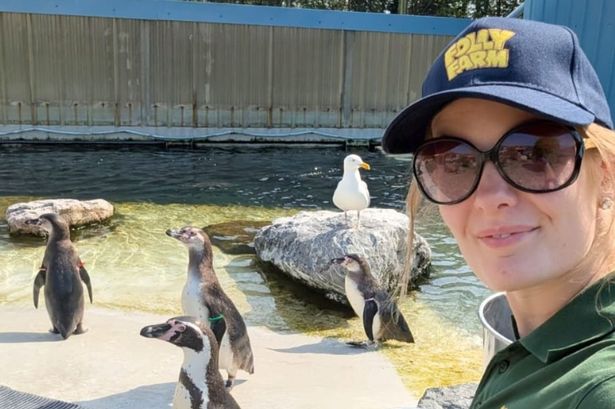 A zookeeper and penguins