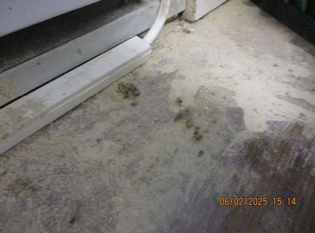 One of the images taken by food hygiene inspectors which found cockroaches and mouse droppings at the Sham Shop