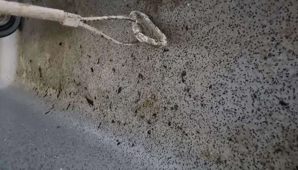 Mouse droppings were found throughout the kitchen