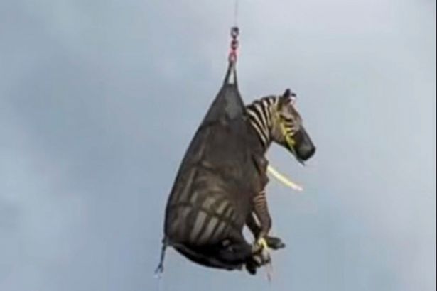 An image of the zebra being airlifted by a helicopter