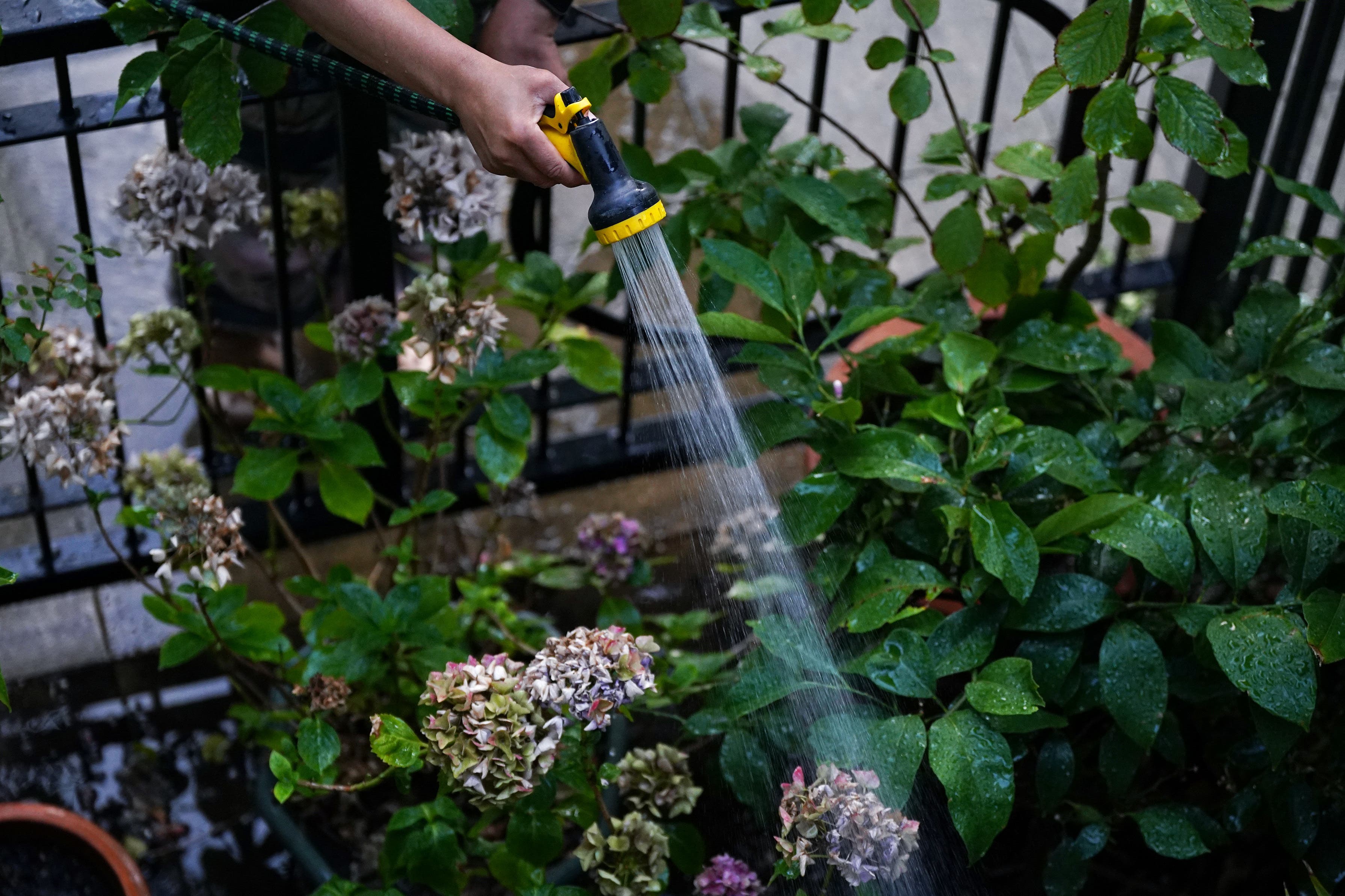 The Environmental Agency has met to consider whether water companies need to introduce measures such as a hosepipe ban in some regions (Yui Mok/PA)