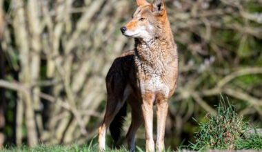 A red wolf stands at Point Defiance Zoo & Aquarium in Washington state