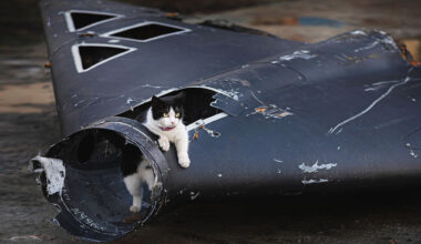 A cat climbs in a wreckage of Russian ‘Geran’ drone shot down in Ukraine.