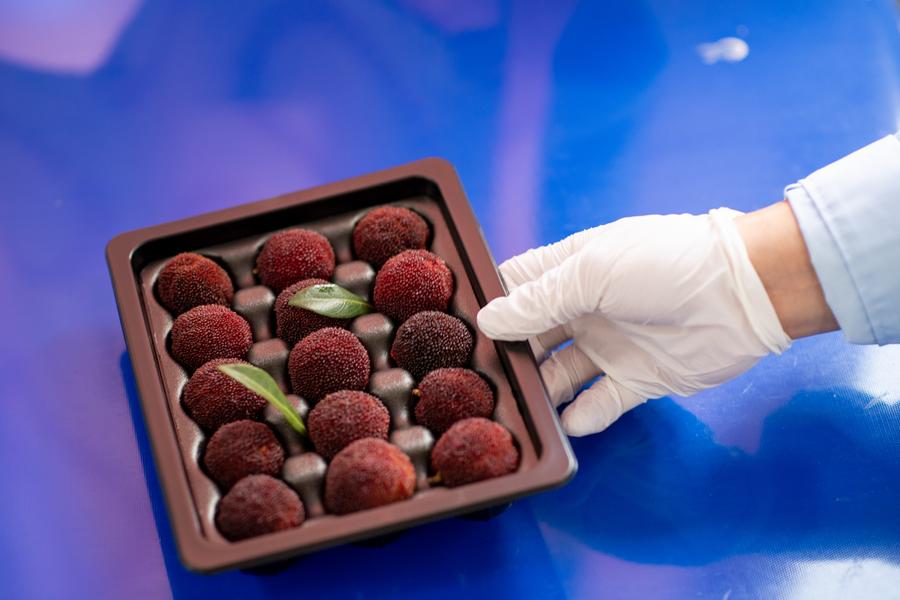 Waxberries from China wow German diners after 9,000 km journey-Xinhua