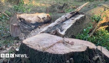 A tree shortly after it has been cut down at a location in Blindley Heath in Surrey. The tree stump in the foreground, with the rest of the tree in the background.