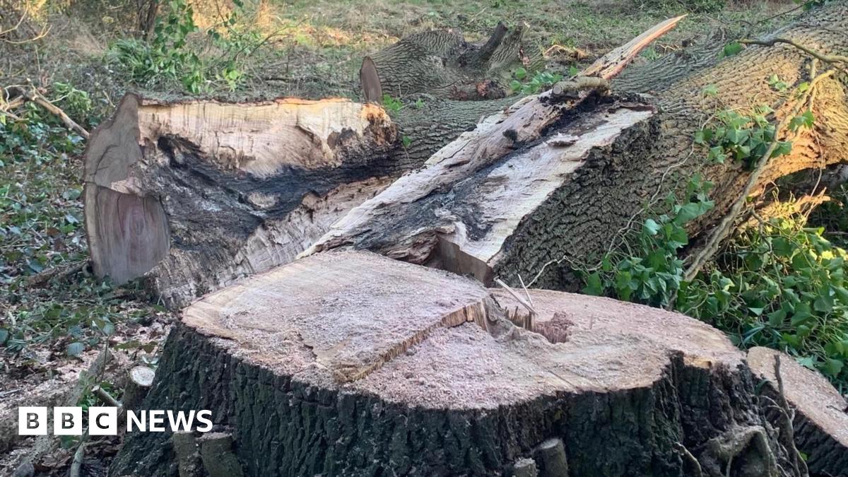 A tree shortly after it has been cut down at a location in Blindley Heath in Surrey. The tree stump in the foreground, with the rest of the tree in the background.