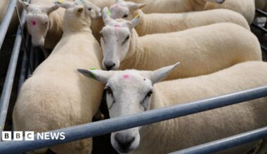 Sheep in a pen. There are five close to the camera. One is looking into the camera over the top of metal rails.