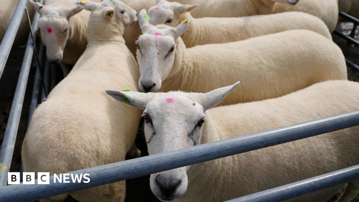 Sheep in a pen. There are five close to the camera. One is looking into the camera over the top of metal rails.