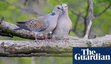 ‘Extinction crisis’ could see 500 bird species vanish within a century – report | Birds