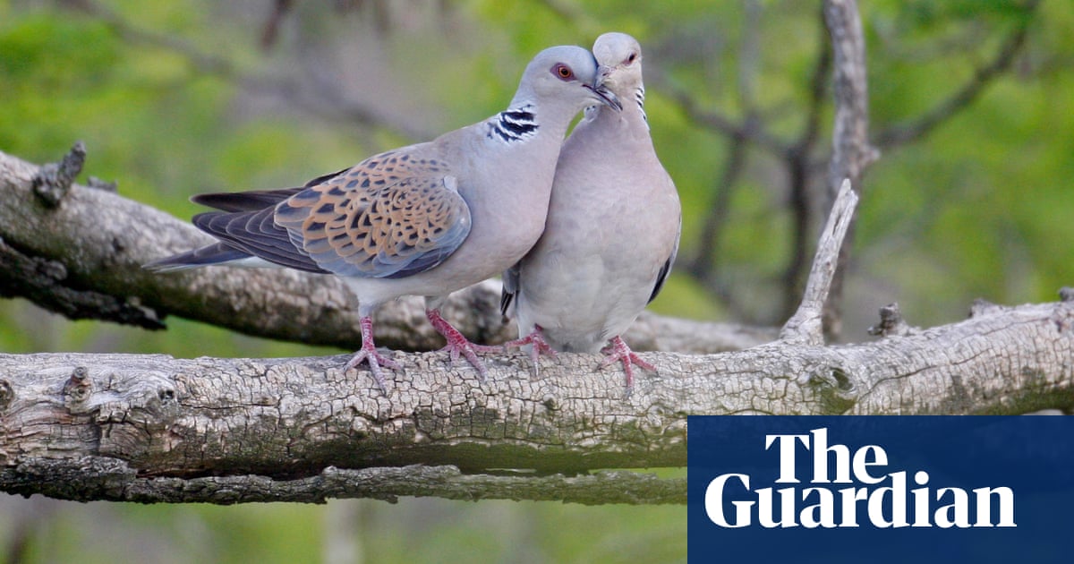 ‘Extinction crisis’ could see 500 bird species vanish within a century – report | Birds