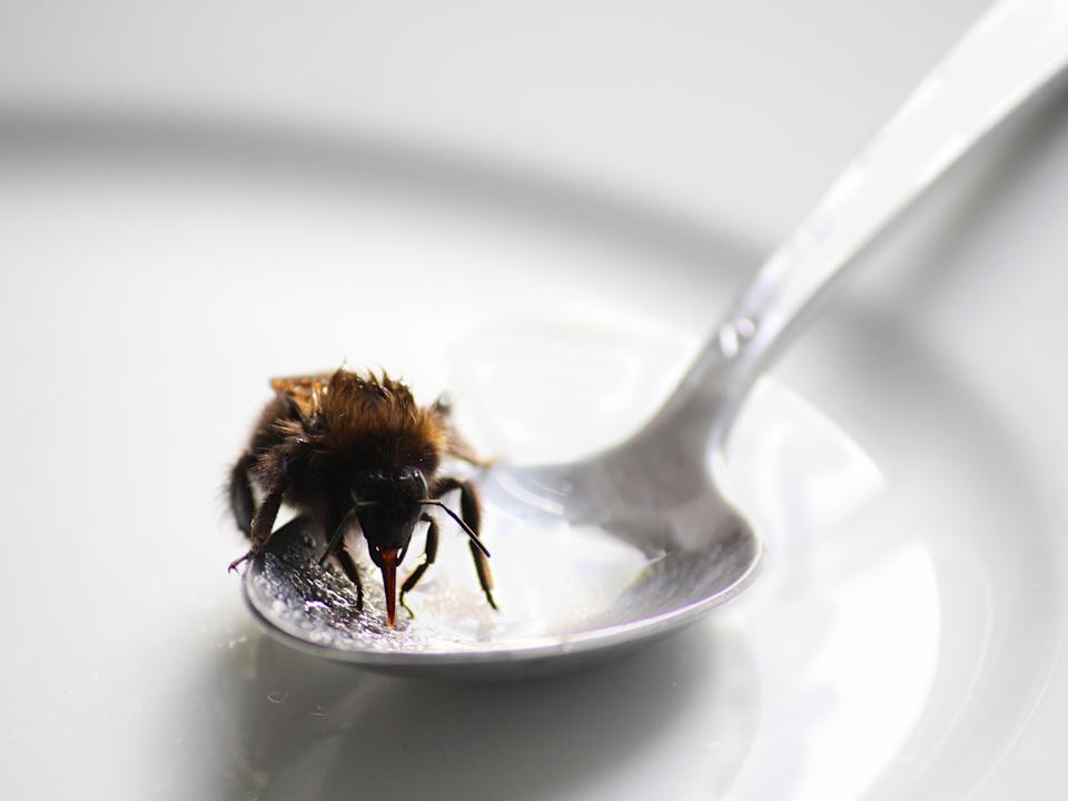 drowsy bee drinking sugar water from spoon - UK
