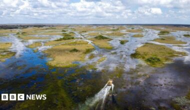 A view of the Everglades with a motor boat travelling through the wetland