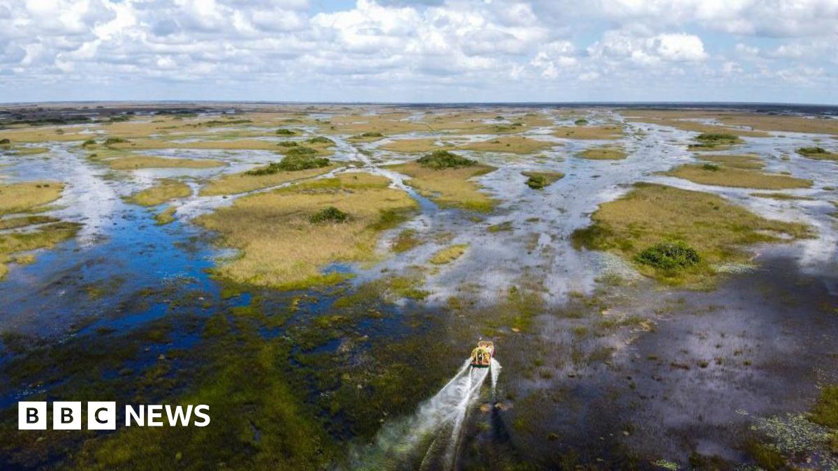 A view of the Everglades with a motor boat travelling through the wetland