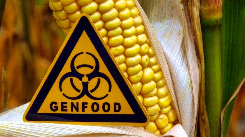 The moratorium on genetic engineering in Switzerland will be extended by five years. (archive picture)