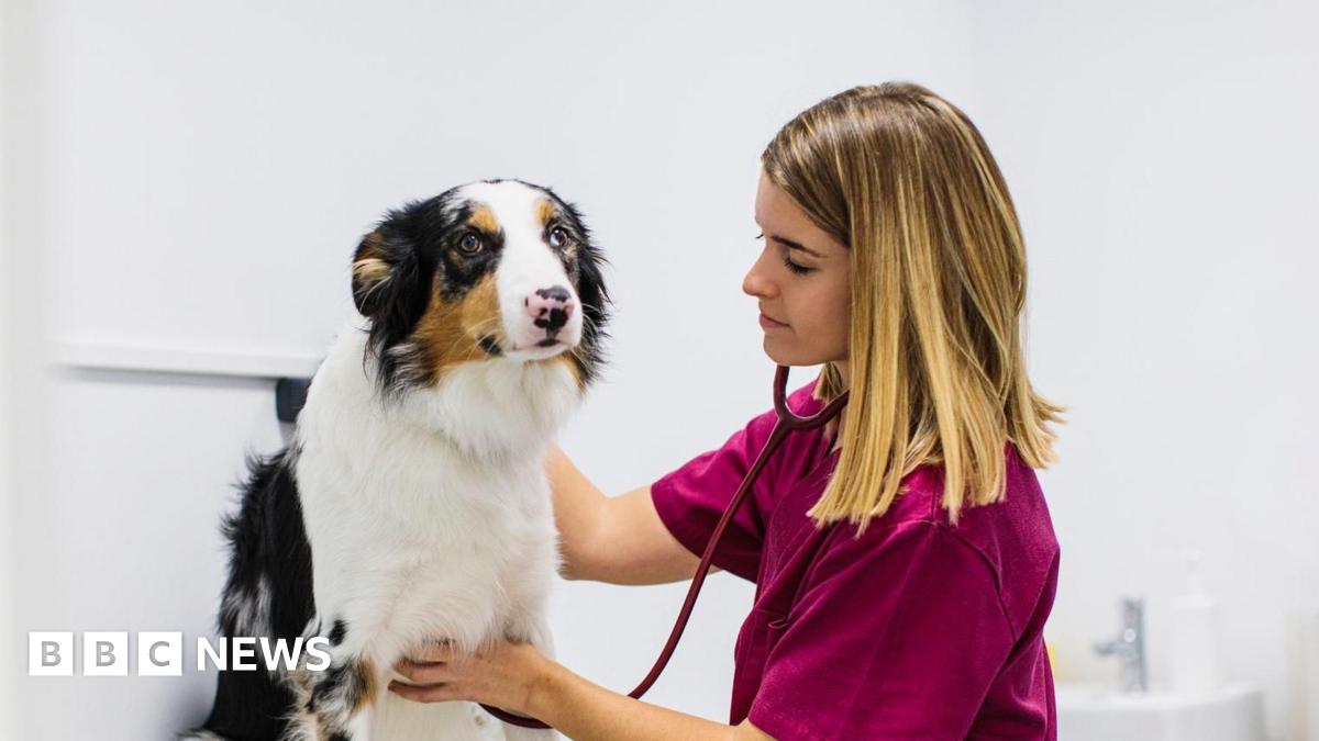 Woman in claret tunic checks out a black, brown and white dog, using medical equipment.