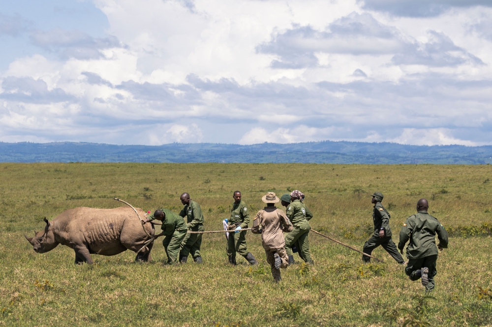 Kenya Wildlife Service veterinarians and rangers rush to restrain and aid a sedated female black Rhinoceros that has been selected for translocation to the Segera Rhino Sanctuary from the Lake Nakuru National Park. — AFP pic