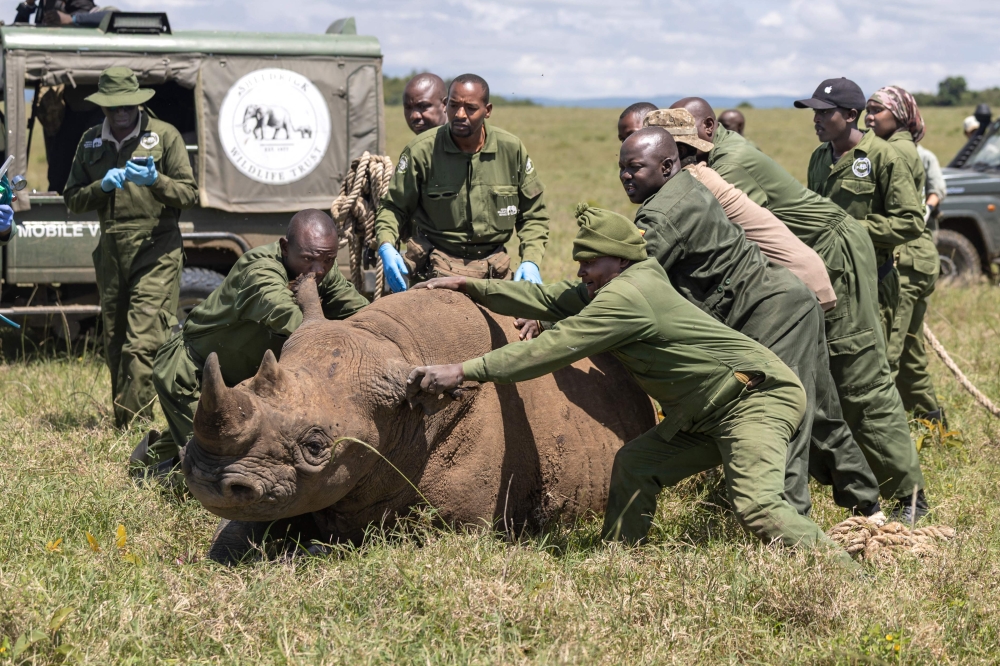 Kenya Wildlife Service veterinarians and rangers in action. — AFP pic