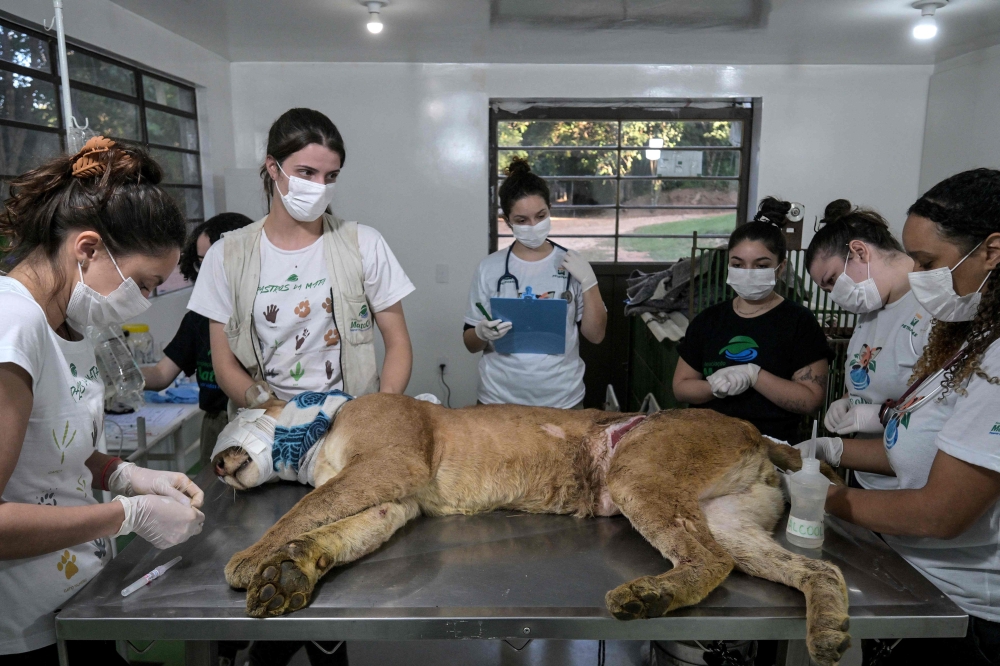 A puma (Puma concolor) injured in a hunting trap is treated by veterinarians and biologists from the Mata Ciliar association, an organization for the conservation of biodiversity, in Jundiai, Sao Paulo state, Brazil, May 29, 2025. — AFP pic