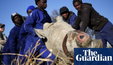 Dehorning rhinos reduces poaching by 80%, study finds | Animals