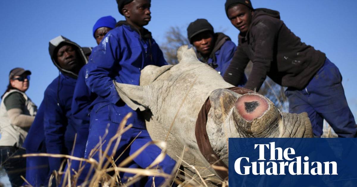 Dehorning rhinos reduces poaching by 80%, study finds | Animals
