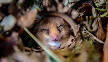 A rare hazel dormouse is spotted — and other news in pictures
