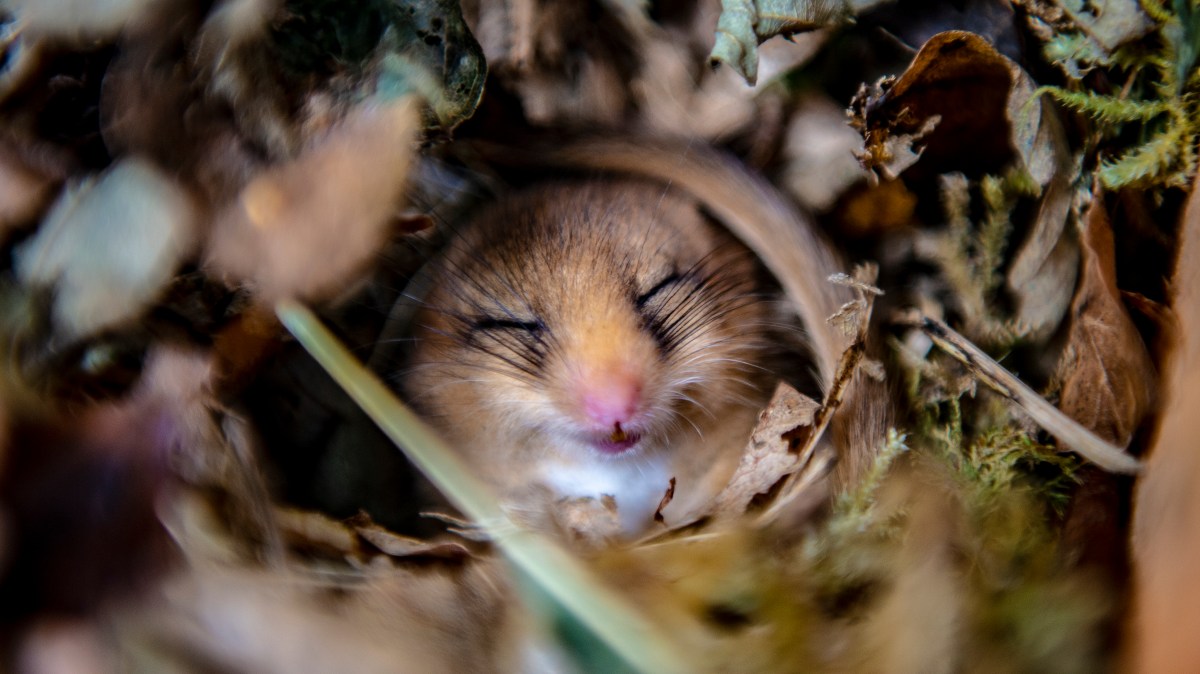 A rare hazel dormouse is spotted — and other news in pictures