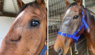 Vets advised trainer Toby Lake to put down country galloper Dandruff as the gelding underwent surgeries for multiple sinus infections (right), but nature and time healed the horse (left), allowing him to become an honest stayer on the track. Picture: Supplied / Toby Lake Racing