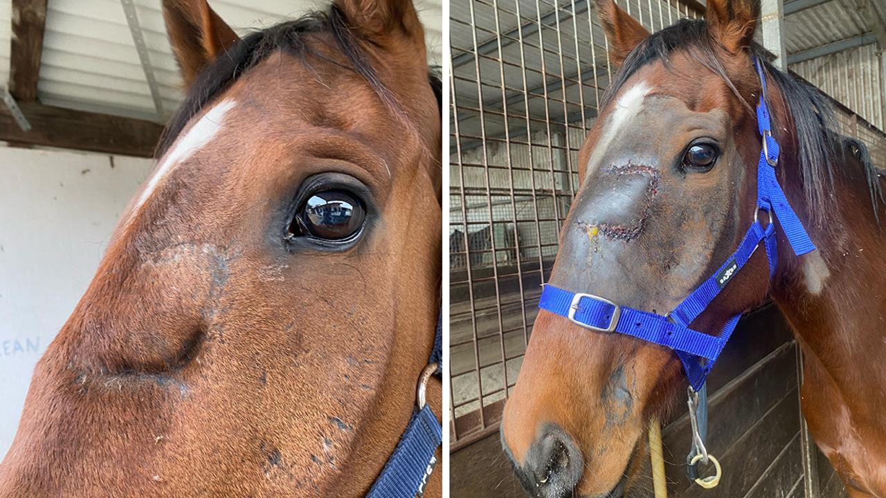 Vets advised trainer Toby Lake to put down country galloper Dandruff as the gelding underwent surgeries for multiple sinus infections (right), but nature and time healed the horse (left), allowing him to become an honest stayer on the track. Picture: Supplied / Toby Lake Racing