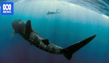 Business as usual at Exmouth after shark, crocodile and Irukandji incidents