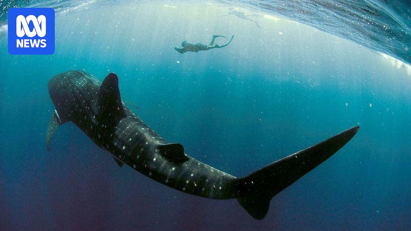 Business as usual at Exmouth after shark, crocodile and Irukandji incidents