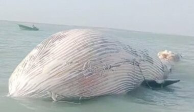 Blue whale found dead in Gwatar Bay