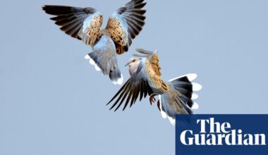 Conservationists race to rescue England’s turtle doves from extinction | Environment