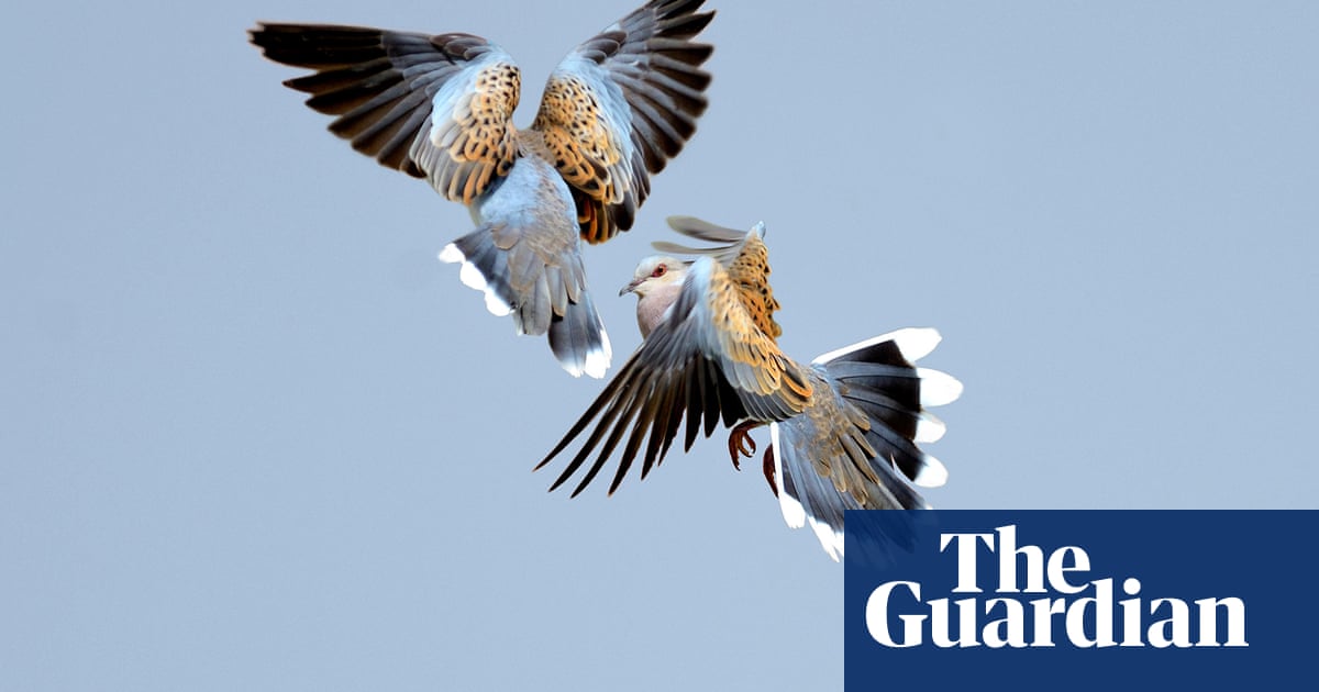 Conservationists race to rescue England’s turtle doves from extinction | Environment