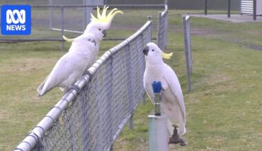 Sydney's sulphur-crested cockatoos spotted using drinking fountains