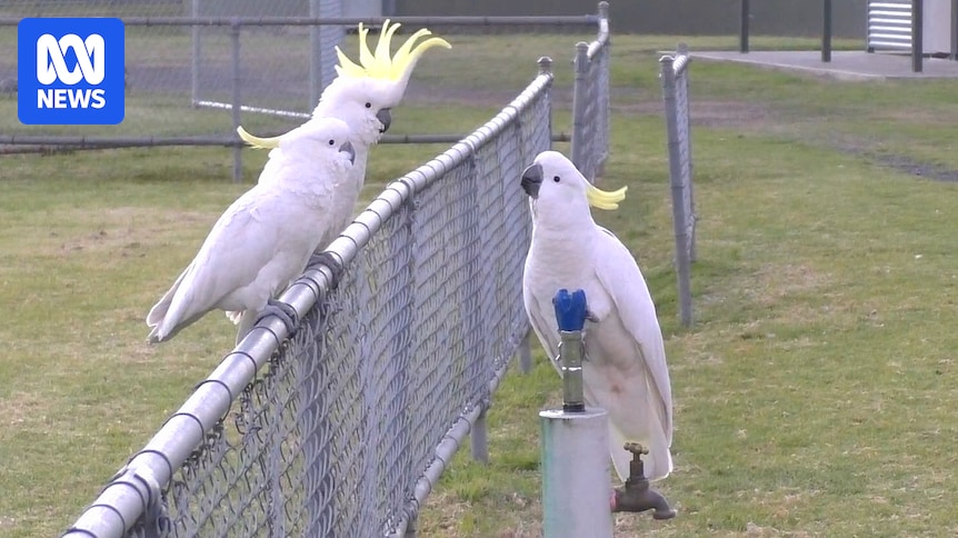 Sydney's sulphur-crested cockatoos spotted using drinking fountains