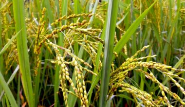 Precise ‘genetic tailoring’ of plant genomes addresses critical challenges in food security and sustainability