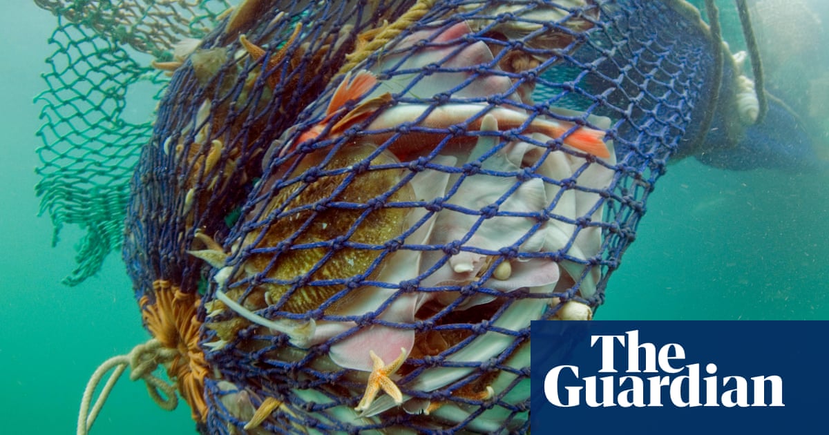 UK MPs call for ban on bottom trawling in protected marine areas | Fishing