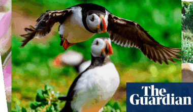 Week in wildlife: an orphaned sloth bear, swimming hippos and cheeky New Forest donkeys | Environment