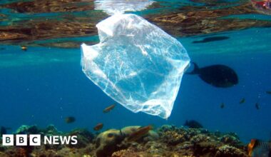 Have bans and fees curbed shoreline litter?