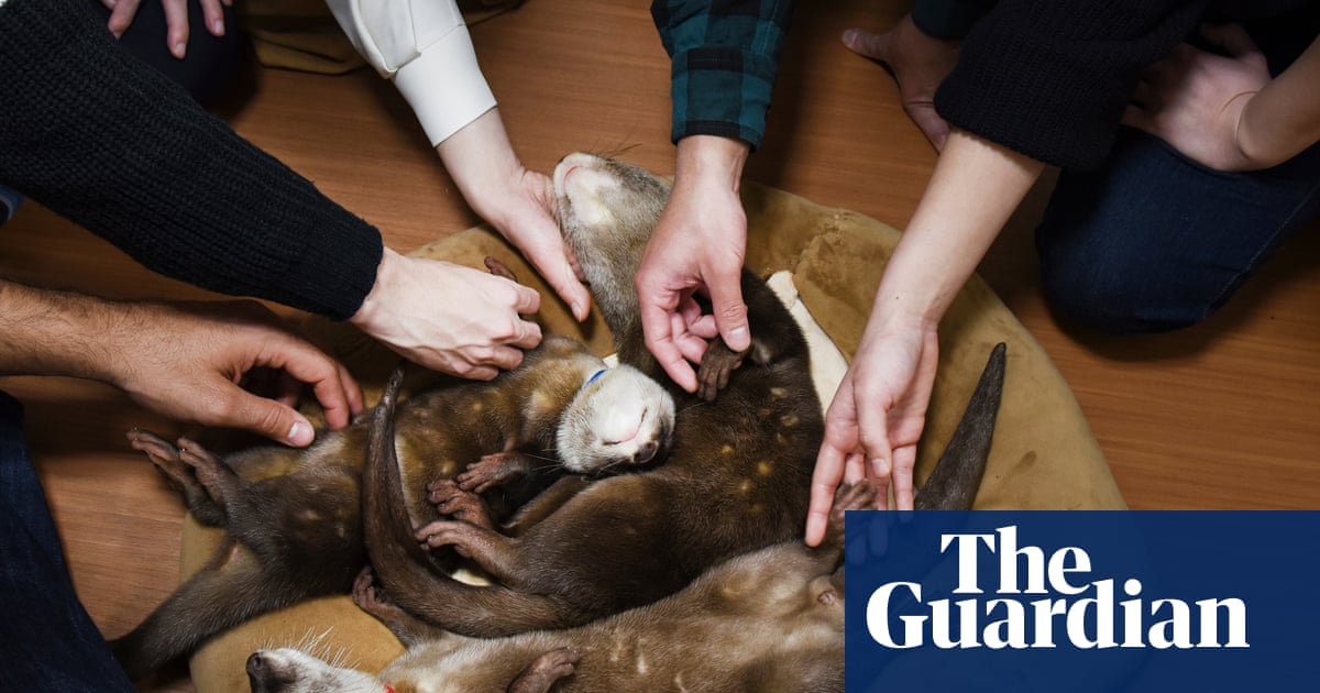 Otters posing for selfies in Japanese cafes may be linked to illegal trade, experts warn | Illegal wildlife trade