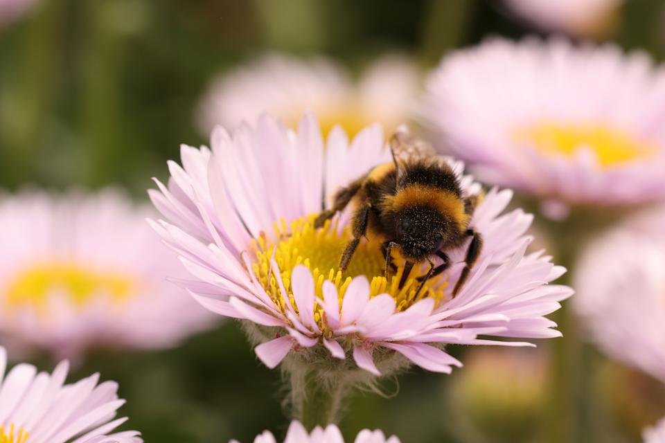 Bees collecting pollen or nectar from flowers to go and make honey