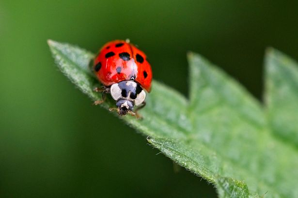 Close-up of ladybird on a leaf