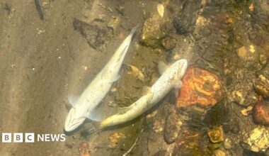 Two dead fish in the water of the St Austell River.