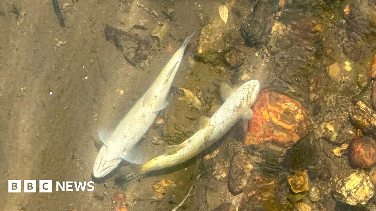 Two dead fish in the water of the St Austell River.