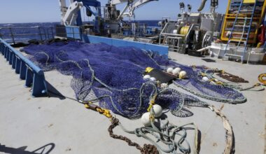 CSIRO-led voyage leads to discovery of new deep-sea species, Carnarvon flapjack octopus, off Gascoyne coast
