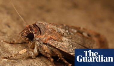 Black felt and a fake night sky: how scientists proved bogong moths use the stars to navigate to unknown lands | Environment