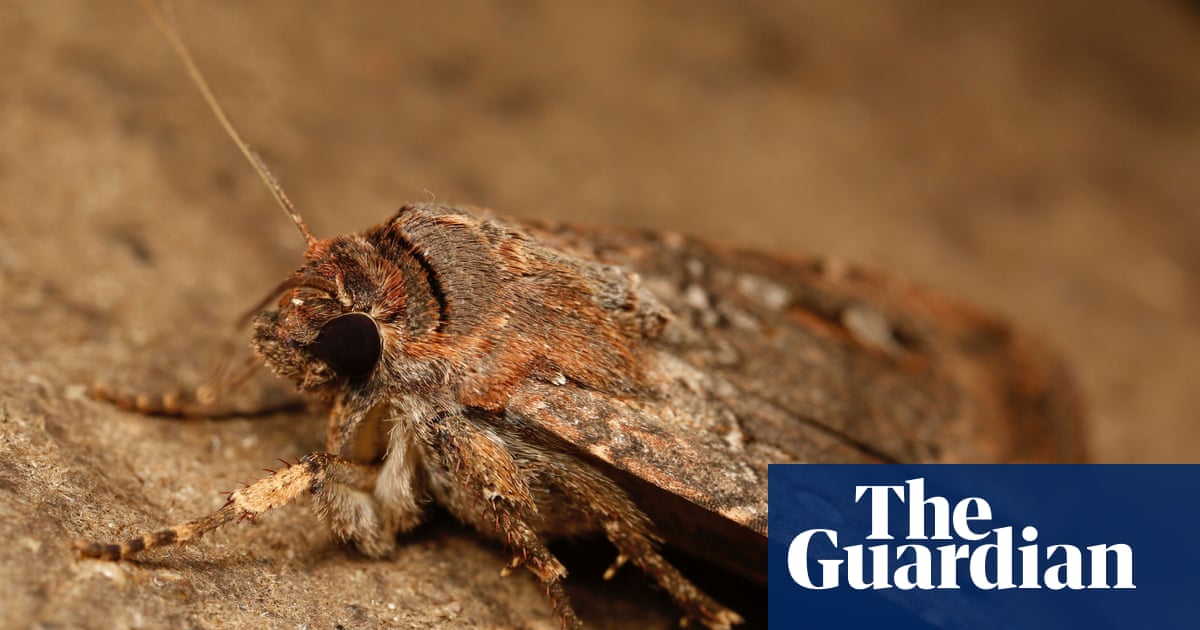 Black felt and a fake night sky: how scientists proved bogong moths use the stars to navigate to unknown lands | Environment