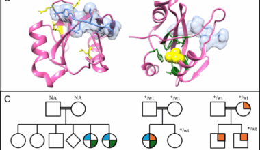 Biallelic SH2B3 germline variants are associated with a neonatal myeloproliferative disease and multisystemic involvement