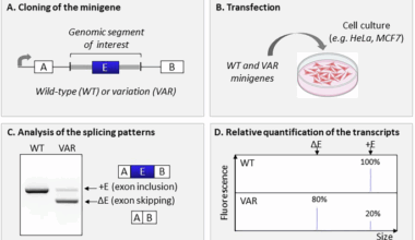 RNA-based diagnostic studies in genetics: Review and guidance from a multidisciplinary French network